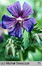 Geranium platypetalum (bodziszek wielkopłatkowy)