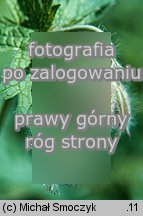 Geranium platypetalum (bodziszek wielkopłatkowy)