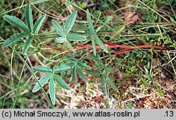 Comarum palustre (siedmiopalecznik błotny)