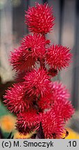 Ricinus communis (rącznik zwyczajny)