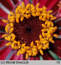 Zinnia elegans (cynia wytworna)