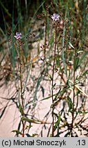 Lactuca tatarica (sałata tatarska)