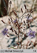 Lactuca tatarica (sałata tatarska)