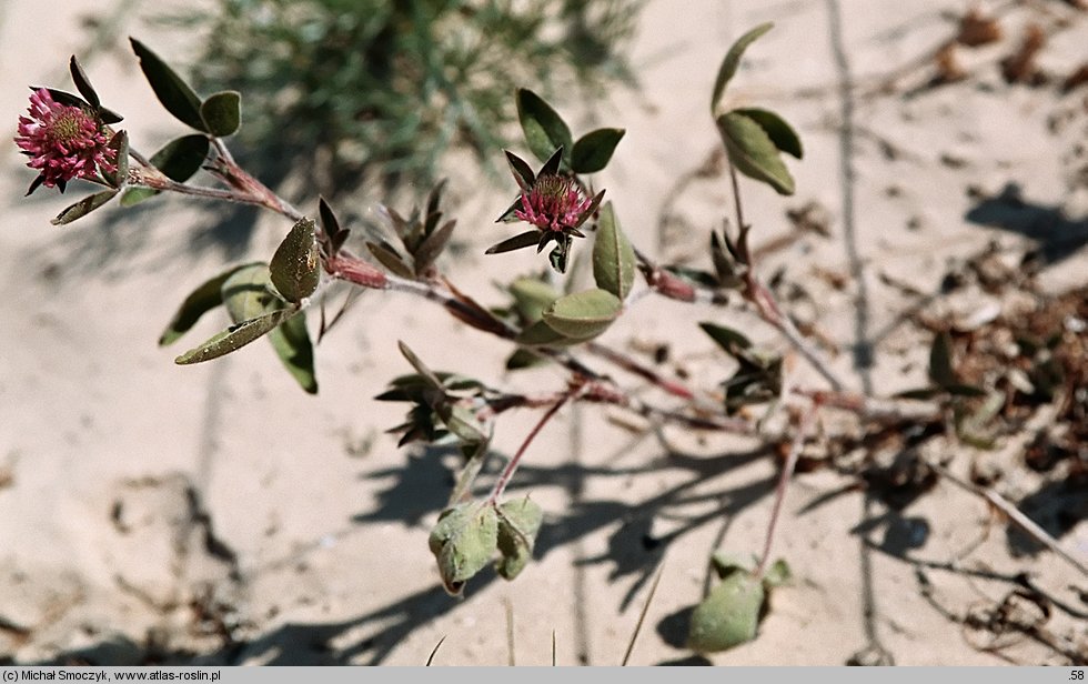 Trifolium pratense ssp. maritimum