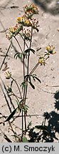 Anthyllis vulneraria ssp. maritima (przelot pospolity nadmorski)