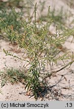 Lepidium ruderale (pieprzyca gruzowa)