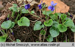 Viola odorata (fiołek wonny)