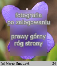 Viola odorata (fioÅ‚ek wonny)