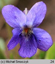 Viola odorata (fiołek wonny)