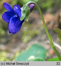 Viola odorata (fiołek wonny)