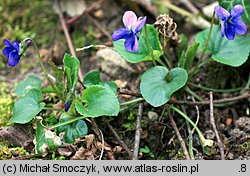 Viola odorata (fiołek wonny)