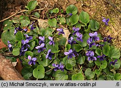 Viola odorata (fiołek wonny)