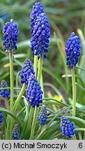 Muscari armeniacum (szafirek armeński)