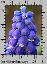 Muscari armeniacum (szafirek armeński)