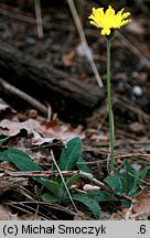 Pilosella officinarum (jastrzębiec kosmaczek)