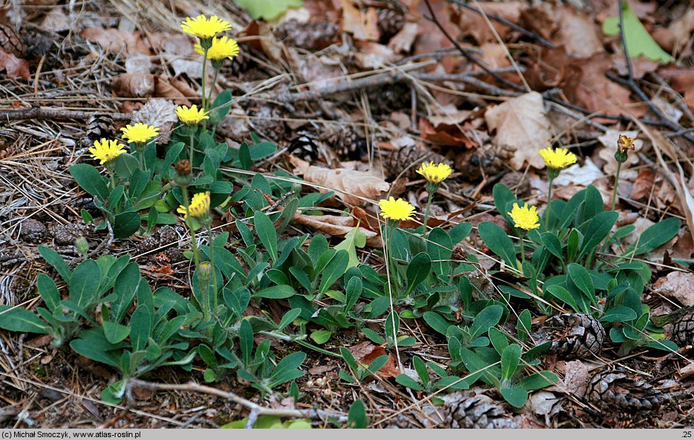 Pilosella officinarum (jastrzębiec kosmaczek)