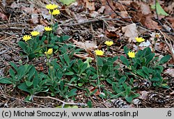 Pilosella officinarum (jastrzębiec kosmaczek)