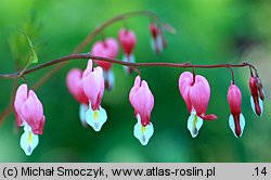 Dicentra spectabilis (serduszka okazałe)