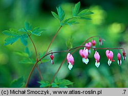 Dicentra spectabilis (serduszka okazałe)