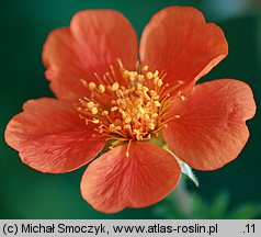 Geum coccineum (kuklik szkarłatny)