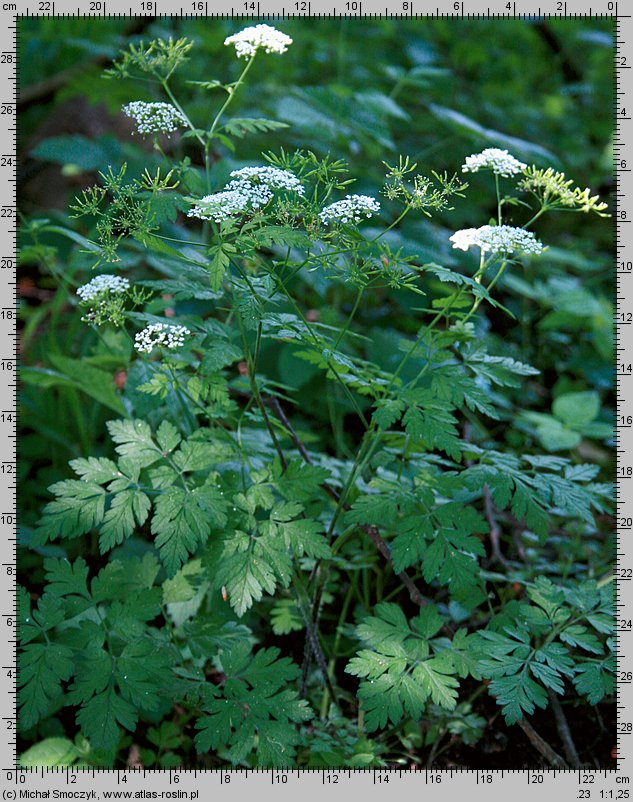 Chaerophyllum temulum (świerząbek gajowy)