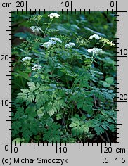 Chaerophyllum temulum (świerząbek gajowy)