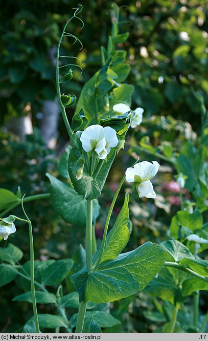 Pisum sativum ssp. sativum (groch zwyczajny typowy)