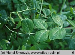 Pisum sativum ssp. sativum (groch zwyczajny typowy)