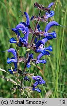 Salvia pratensis (szałwia łąkowa)