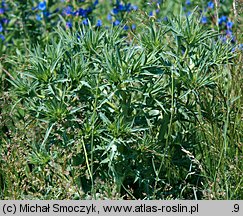 Eryngium campestre (mikołajek polny)