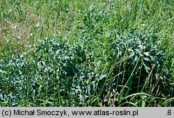 Eryngium campestre (mikołajek polny)