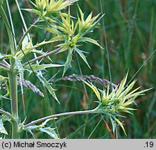 Eryngium campestre (mikołajek polny)