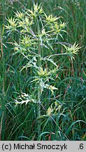 Eryngium campestre (mikołajek polny)