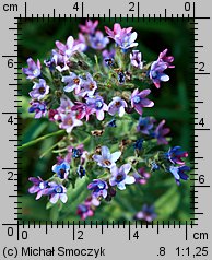 Anchusa officinalis (farbownik lekarski)