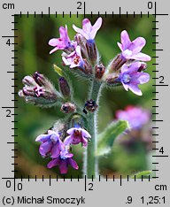 Anchusa officinalis (farbownik lekarski)