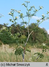 Chaerophyllum bulbosum (świerząbek bulwiasty)