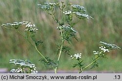 Chaerophyllum bulbosum (świerząbek bulwiasty)