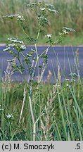 Chaerophyllum bulbosum (świerząbek bulwiasty)