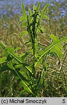 Lactuca serriola (sałata kompasowa)