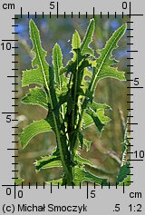 Lactuca serriola (sałata kompasowa)