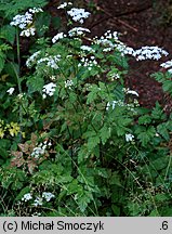 Chaerophyllum temulum (świerząbek gajowy)