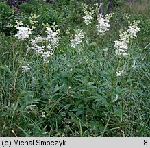 Filipendula ulmaria (wiązówka błotna)