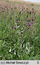 Cirsium helenioides (ostrożeń dwubarwny)