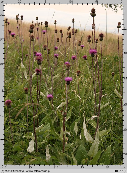 Cirsium helenioides (ostrożeń dwubarwny)