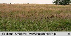 Cirsium helenioides (ostrożeń dwubarwny)