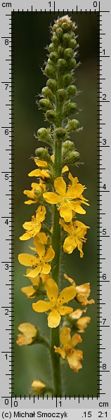 Agrimonia eupatoria (rzepik pospolity)