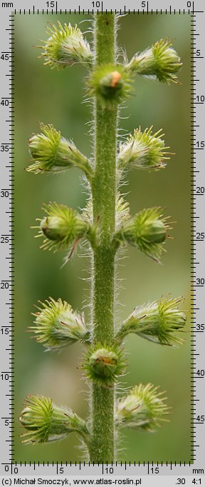 Agrimonia eupatoria (rzepik pospolity)