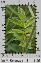 Agrimonia eupatoria (rzepik pospolity)