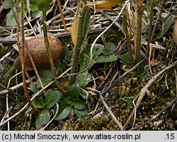 Arabis hirsuta (gęsiówka szorstkowłosista)