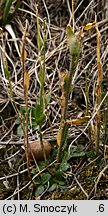 Arabis hirsuta (gęsiówka szorstkowłosista)